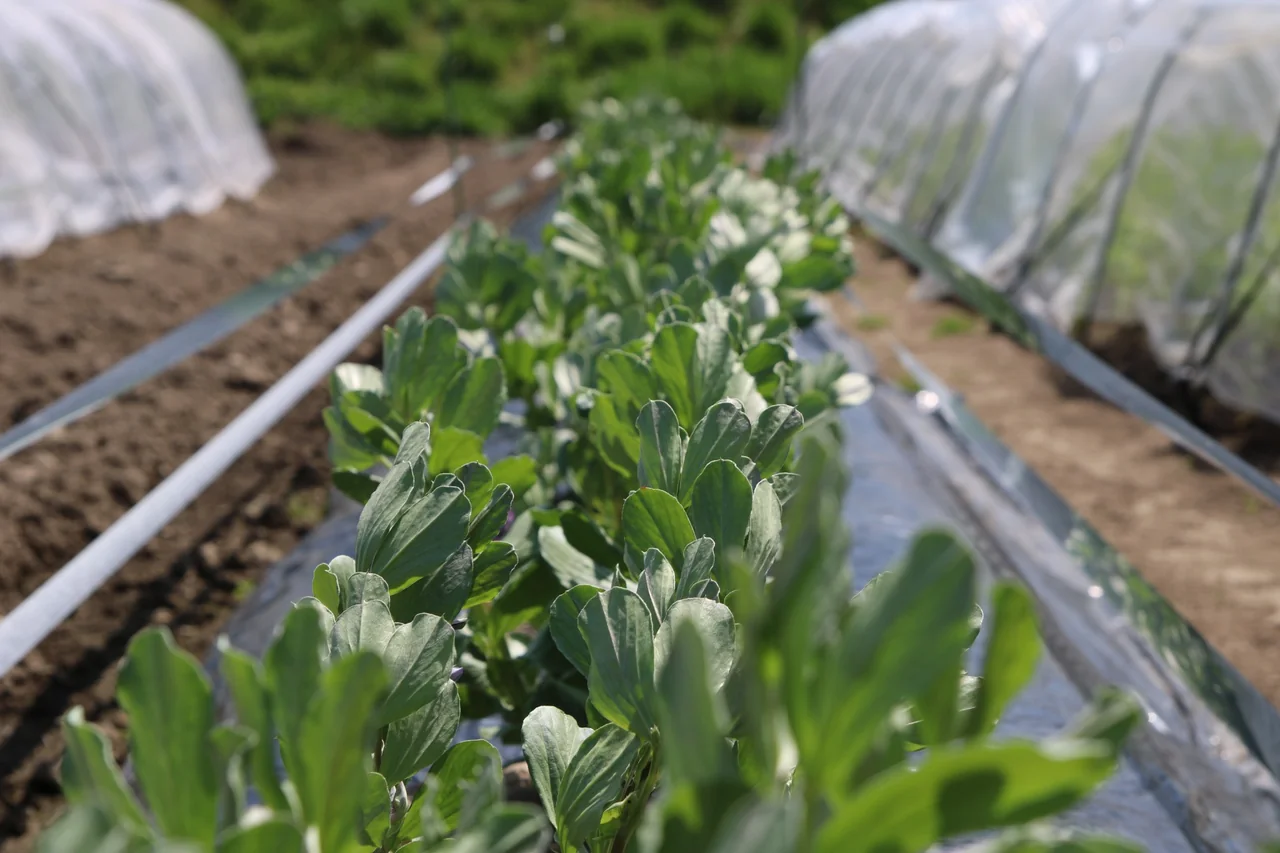 トンネル被覆の間の畝で育つ緑の植物（イメージ写真）